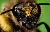 Naturliche